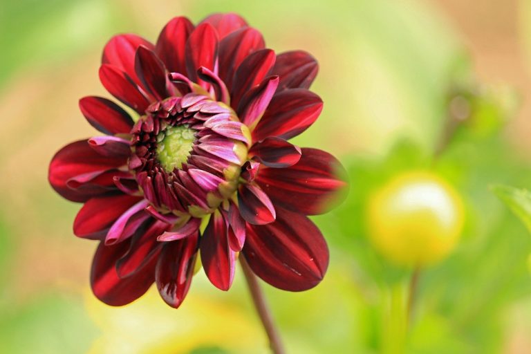 dahlia, flower, flower background, plant, red flower, petals, bloom, blossom, nature, beautiful flowers, flower wallpaper, flower, flower, flower, flower, flower